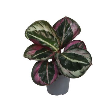 Calathea roseopicta 'Dottie'