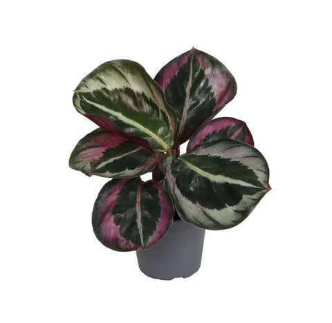 Calathea roseopicta 'Dottie'