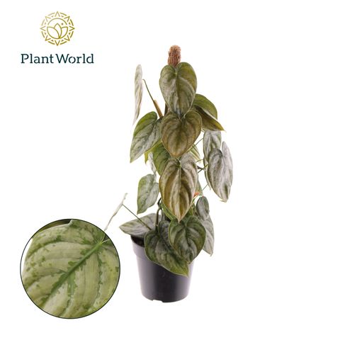 Philodendron brandtianum