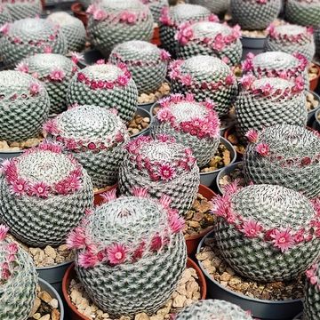 Mammillaria pseudoperbella