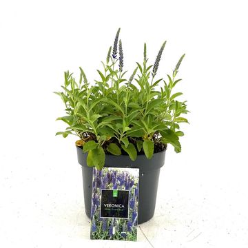 Veronica spicata 'Ulster Dwarf Blue'