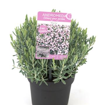 Andromeda polifolia 'Blue Ice'