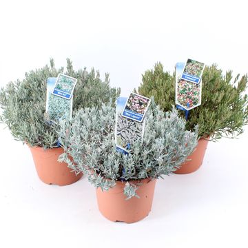 Andromeda polifolia MIX