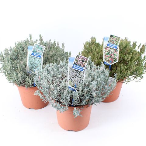 Andromeda polifolia MIX