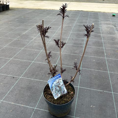 Sambucus nigra BLACK LACE