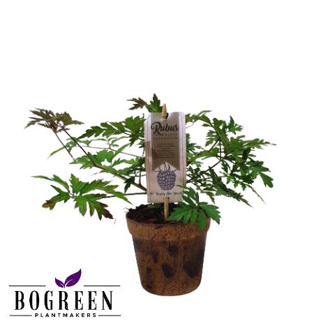 Rubus fruticosus 'Thornless Evergreen'
