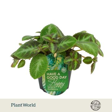 Episcia cupreata 'Neon Surprise'