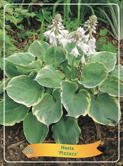 Hosta 'Pizzazz'