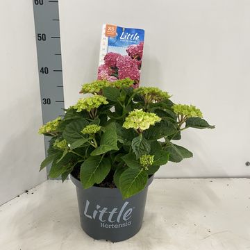 Hydrangea macrophylla 'Little Pink'
