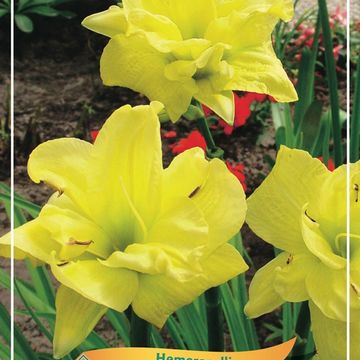 Hemerocallis 'Double River Wye'