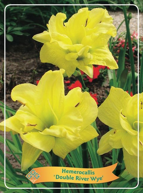 Hemerocallis 'Double River Wye'