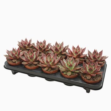 Echeveria agavoides 'Antares'