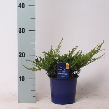 Juniperus horizontalis 'Prince of Wales'