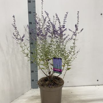 Perovskia 'Blue Spire'
