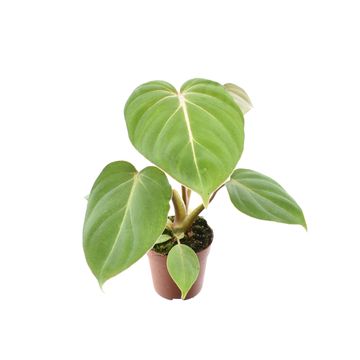 Filodendro gloriosum