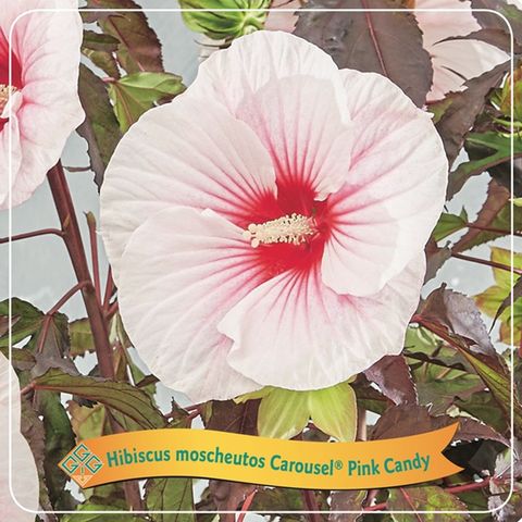 Hibiscus moscheutos CAROUSEL PINK CANDY