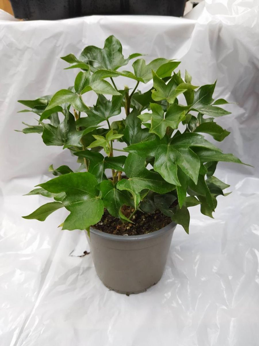 x Fatshedera lizei 'Pia' — Plant Wholesale FlorAccess