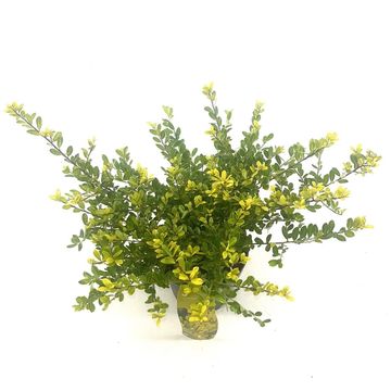 Ilex crenata 'Golden Gem'