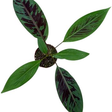 Musa acuminata acuminata