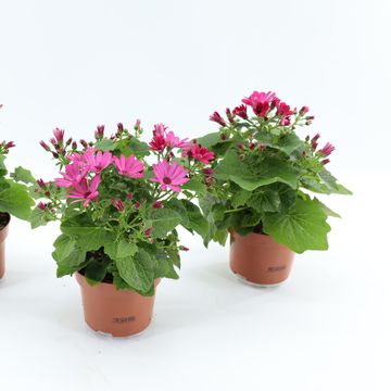 Pericallis MANDALA SALMON