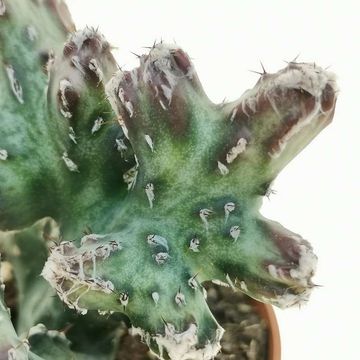 Monvillea spegazzinii