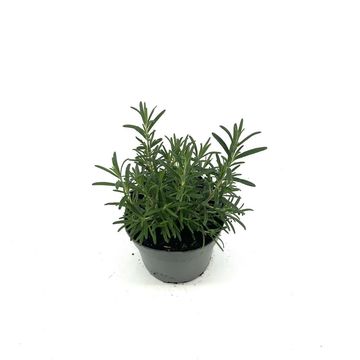 Rosmarinus officinalis