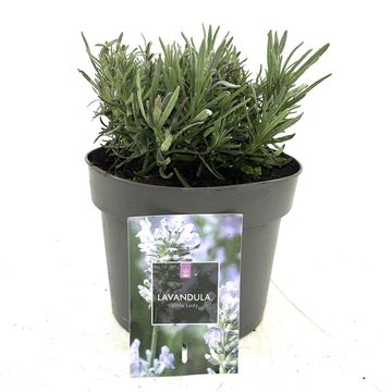 Lavandula angustifolia LITTLE LADY