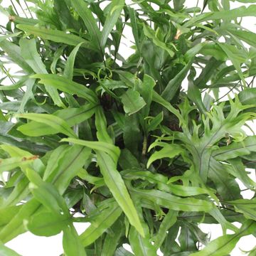 Microsorum diversifolium