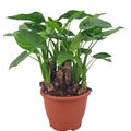 Alocasia cucullata