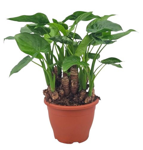 Alocasia cucullata