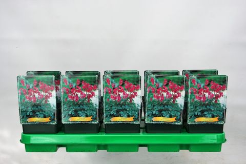 Dicentra 'King of Hearts'