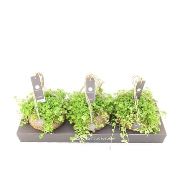 Pilea depressa 'Sao Paulo'