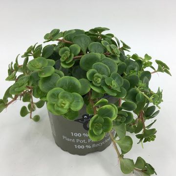 Sedum makinoi 'Tornado'