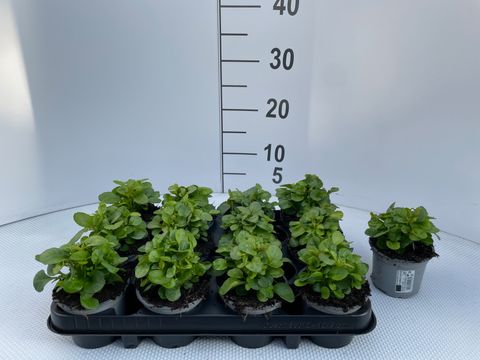 Lobelia erinus 'Riviera Midnight Blue'