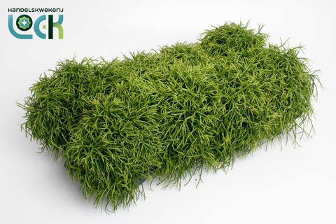 Rhipsalis baccifera 'Oasis'