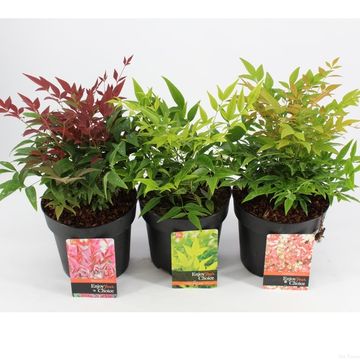 Nandina domestica MIX