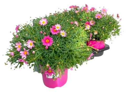 Argyranthemum frutescens