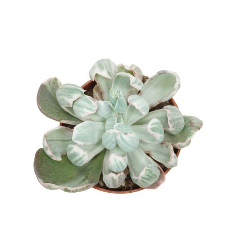 Echeveria 'Green Emerald Variegata'