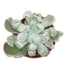 Echeveria 'Green Emerald Variegata'