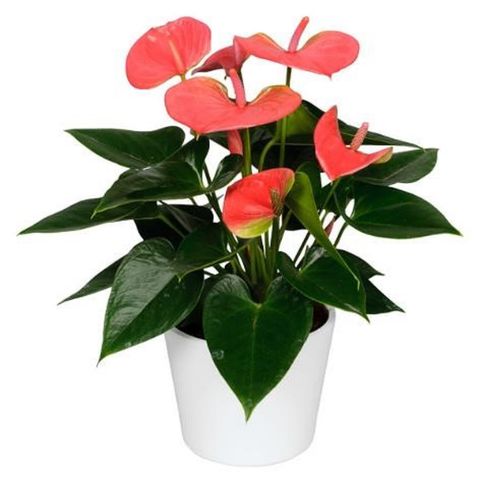 Anthurium SWEET DREAM