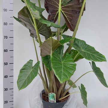 Alocasia 'Mayan Mask'