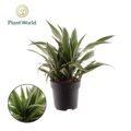 Dracaena fragrans 'Warneckei'