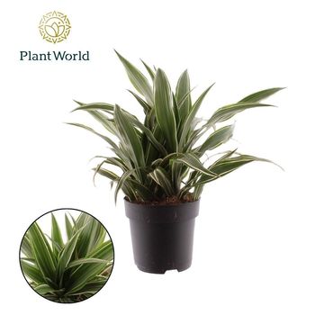 Dracaena fragrans 'Warneckei'