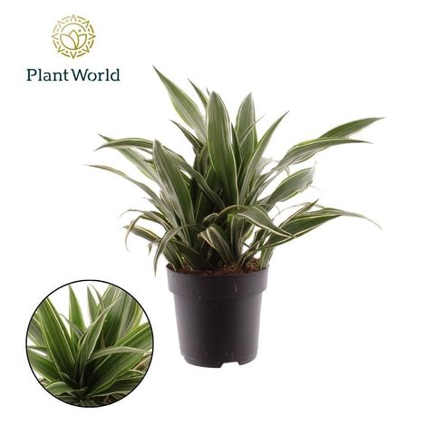 Dracaena fragrans 'Warneckei'
