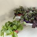 Tradescantia MIX