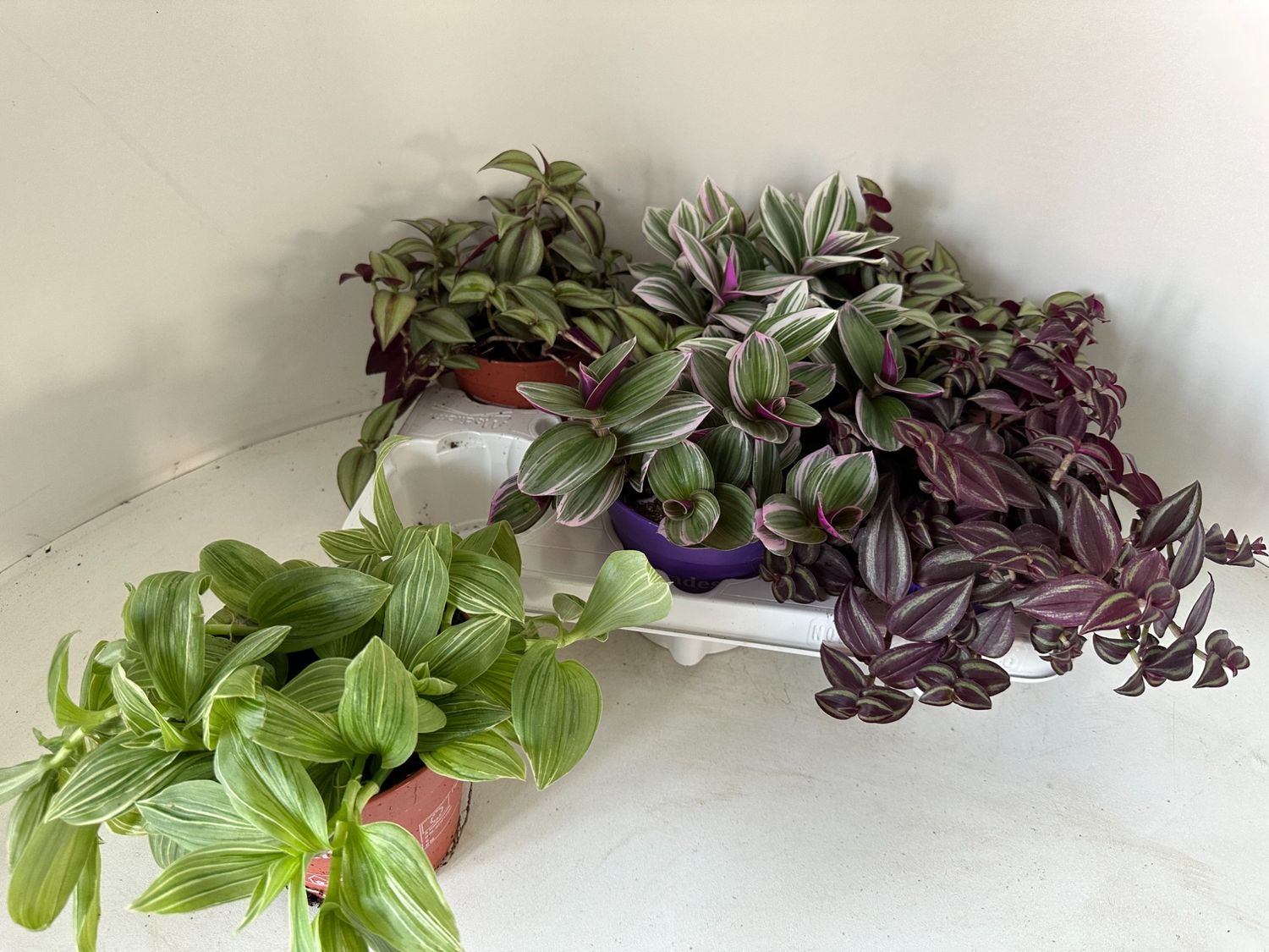 Tradescantia MIX — Toptan Bitki Satışı FlorAccess