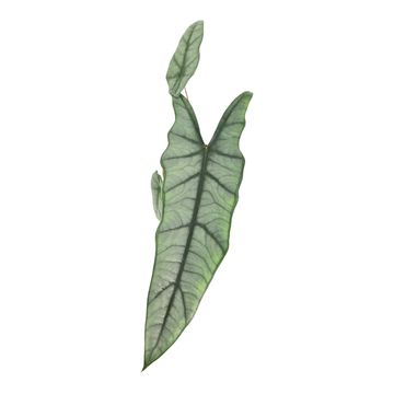 Alocasia heterophylla 'Metallic Blue'