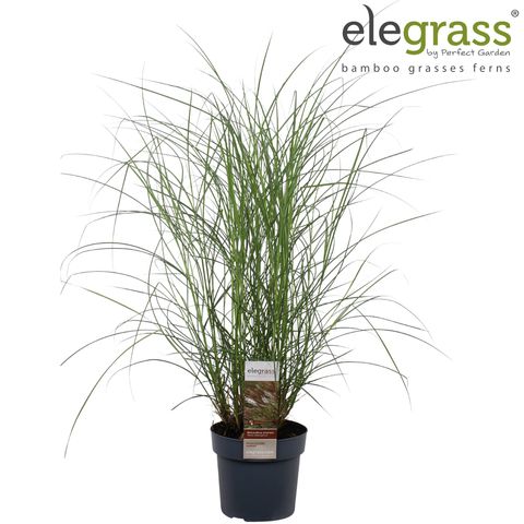 Miscanthus sinensis 'Клейни Силберспинне'