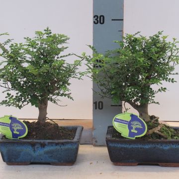 Zanthoxylum piperitum