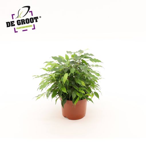 Ficus benjamina 'Green Kinky'